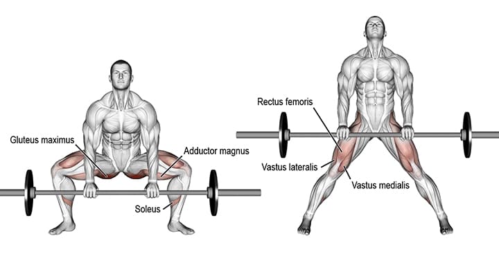 Nhóm cơ được tác động bởi Sumo Deadlift