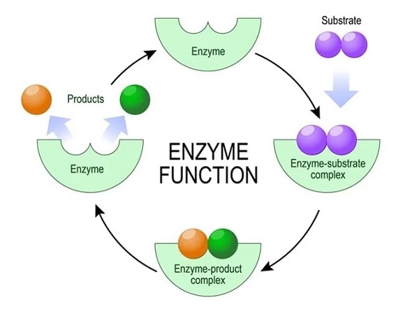Protein xúc tác: Enzyme và quá trình trao đổi chất